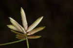 Epiphytic flatsedge